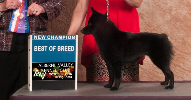 14715024_742298635921185_656506847482662900_o