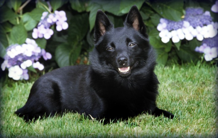 Schipperke, T. Rolf-002